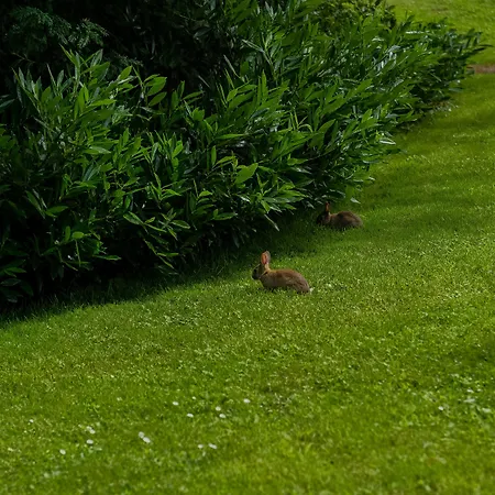 Cliff At Lyons Celbridge